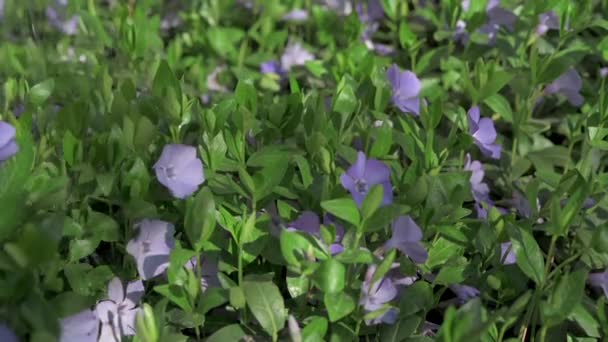 Gotas de agua cayendo sobre las flores. Concepto plantas con flores, huerto, jardín de primavera — Vídeos de Stock