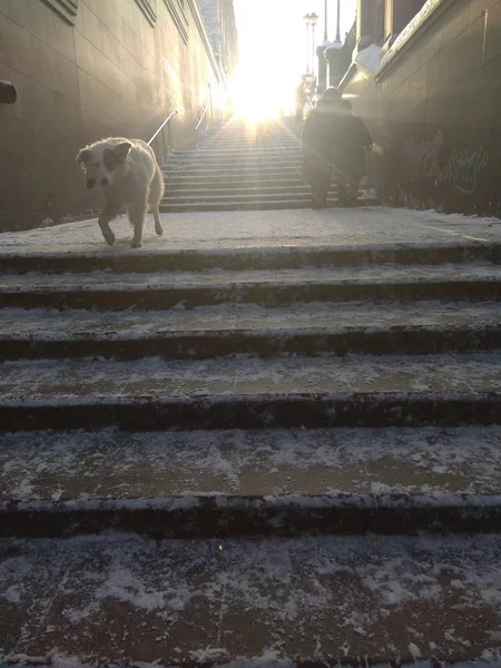 Staircase Leading Sunlight — Stock Photo, Image