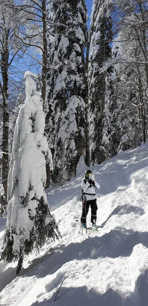森林里的自拍滑雪者 粉料10 — 图库照片
