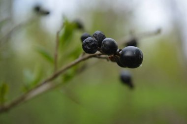        Bir daldaki yabani böğürtlenler sonbahardan beri