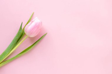Pembe arka planda pembe laleler. Üst Manzara. Çiçek kompozisyonu romantik. Mutlu kadınlar günü. Anneler Günü. Sevgililer Günü. 