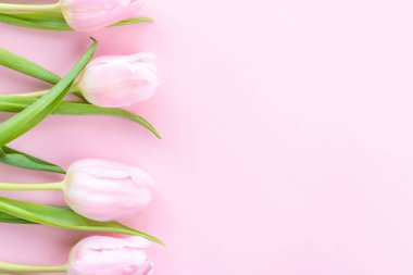 Pembe arka planda pembe laleler. Üst Manzara. Çiçek kompozisyonu romantik. Mutlu kadınlar günü. Anneler Günü. Sevgililer Günü. 