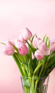 Pembe arka planda pembe laleler. Üst Manzara. Çiçek kompozisyonu romantik. Mutlu kadınlar günü. Anneler Günü. Sevgililer Günü. 