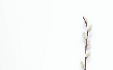 Beyaz arka planda Spring Willow 'un dalları. Üst Manzara. Söğüt çiçeği