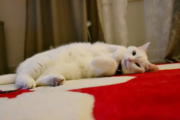 Weiße Katze Auf Rotem Teppich — Stockfoto