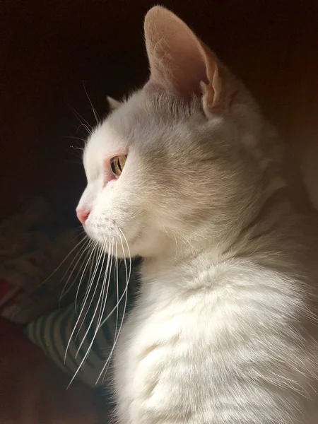 Gato Blanco Iluminado Por Luz Del Sol — Foto de Stock