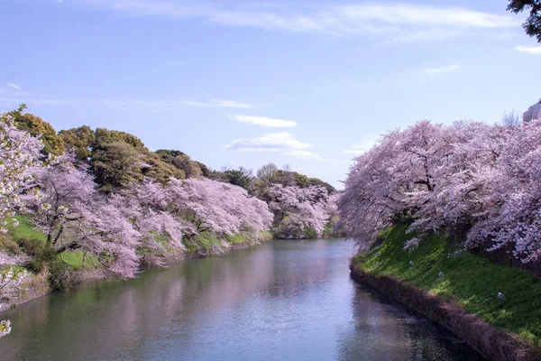 東京都千代田区の桜が満開の千鳥ヶ淵公園 — ストック写真