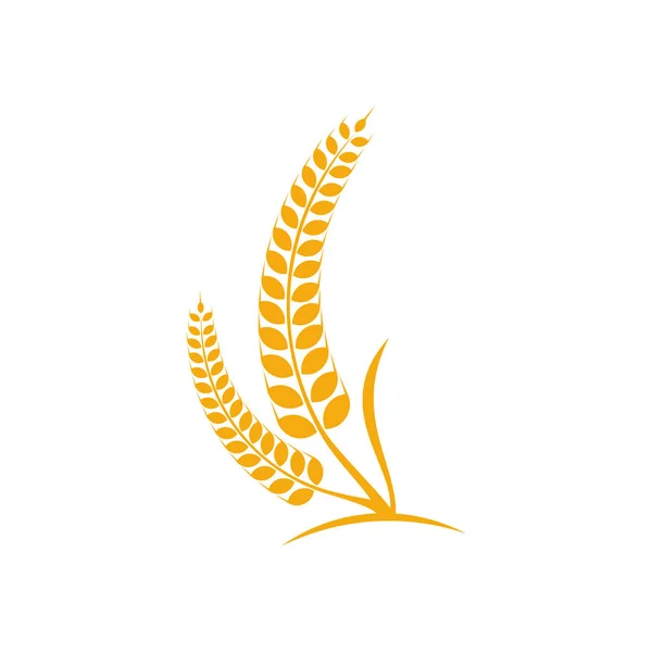 Agriculture Wheat λογότυπο πρότυπο διάνυσμα, Luxury Wheat Logo Concept, σύμβολο εικονιδίων — Διανυσματικό Αρχείο