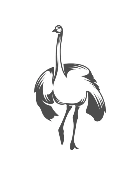 Ostrich Logo Vector Animal Graphic Ostrich Design Template Illustration — 스톡 벡터