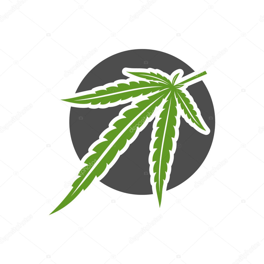 Cannabis leaf logo design vector template. Creative Cannabis on white background