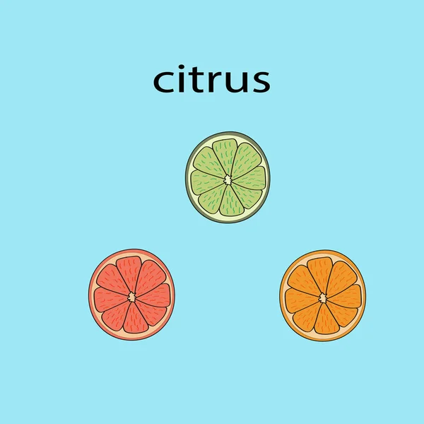 Orangen Zitronen Und Grapefruitringe Zitrusfrüchte Mischen Zitrusscheiben — Stockvektor