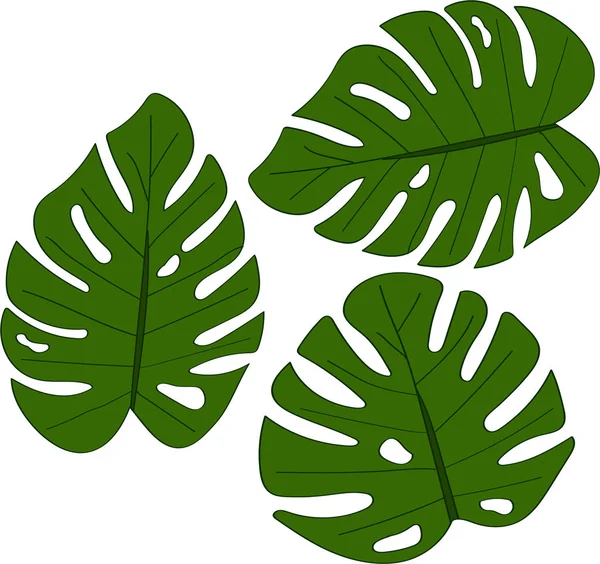 Monstera Lehdet Valkoisella Taustalla Art — vektorikuva