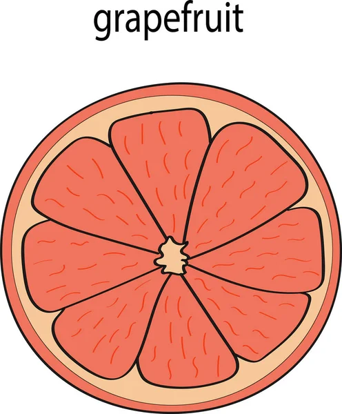 Grapefruitring Auf Weißem Hintergrund Eine Scheibe Grapefruit Das Bild Mit — Stockvektor