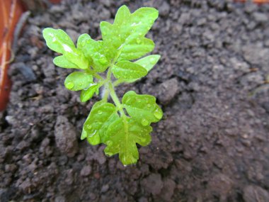 Toprakta küçük bir bitki, bir filiz..