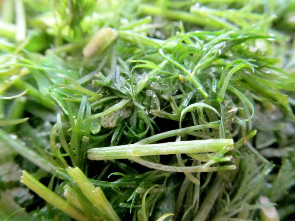 Dill Greens Closeup Ingredients — Stock Photo, Image