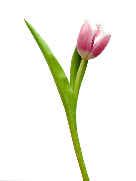 Uma Tulipa Rosa Fundo Branco — Fotografia de Stock