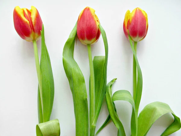 Tres Tulipanes Rojo Amarillos Sobre Fondo Blanco —  Fotos de Stock