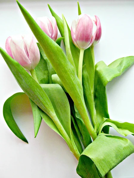 Ramo Tulipanes Rosados Con Hojas Grandes Sobre Fondo Blanco Flores —  Fotos de Stock