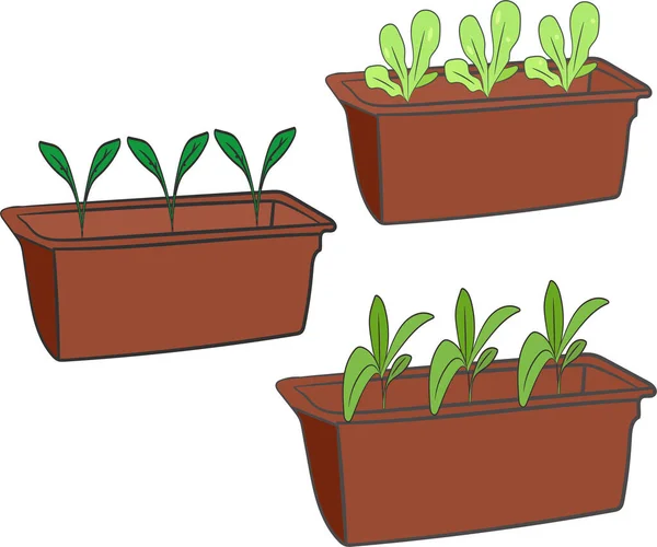 Pequenos Brotos Uma Panela Longa Conjunto Mudas Estão Crescendo Jardinagem — Vetor de Stock