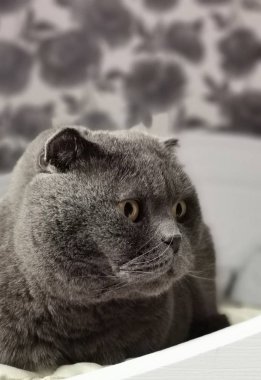 Grey cat breed British lies and looks