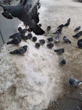 Birçok güvercin kışın yemek için karda toplandı.