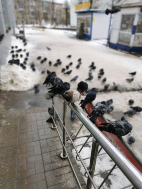 Birçok güvercin kışın yemek için karda toplandı.