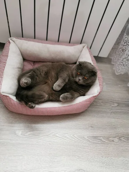 Plush Cat Named Marcus Lying His Soft Crib — 스톡 사진