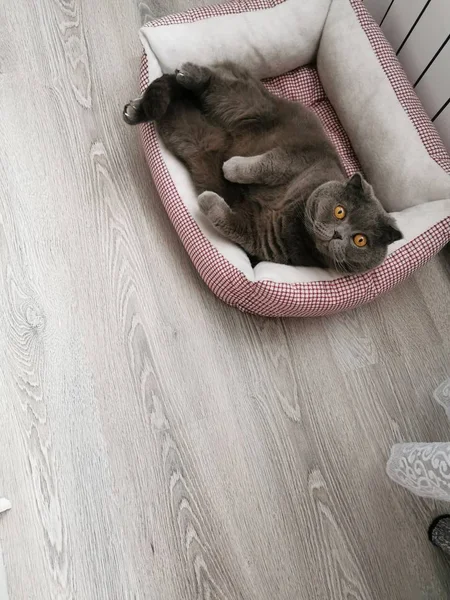 Plush Cat Named Marcus Lying His Soft Crib — Stock Photo, Image
