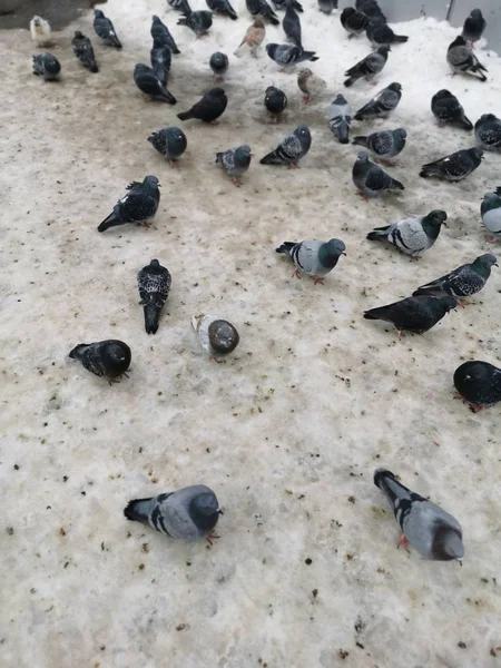 Birçok Güvercin Kışın Yemek Için Karda Toplandı — Stok fotoğraf