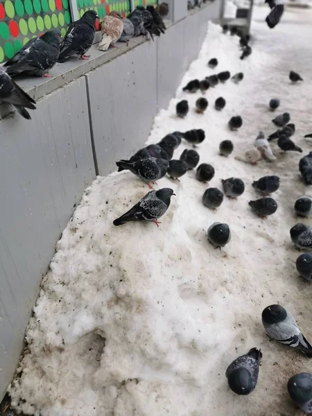 Sok Galamb Gyűlt Össze Télen Hóban Enni — Stock Fotó