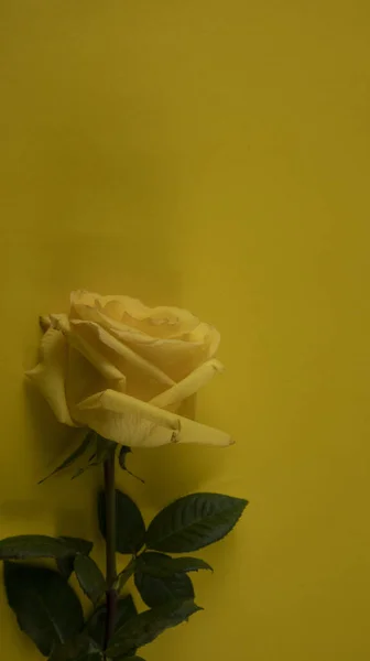 Жовта Троянда Лежить Жовтому Тлі — стокове фото