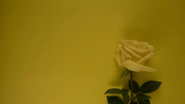 Una Rosa Amarilla Yace Sobre Fondo Amarillo — Foto de Stock