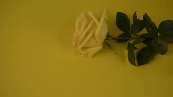 Одна Жовта Троянда Лежить Жовтому Фоні — стокове фото
