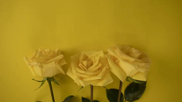 Три Жовті Троянди Жовтому Фоні — стокове фото
