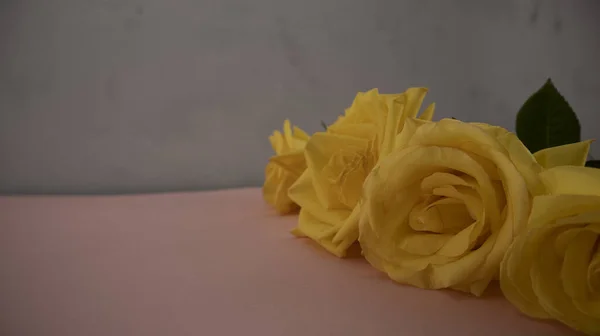 Yellow Roses Pink Next Concrete Wall — Stock Photo, Image