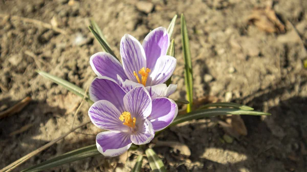 Crochi Viola Sole Primavera Aiuola — Foto Stock