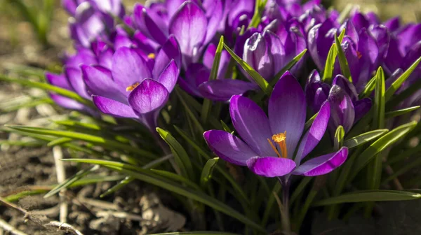 紫色の塊の花束が花壇の上で閉じ込められ — ストック写真