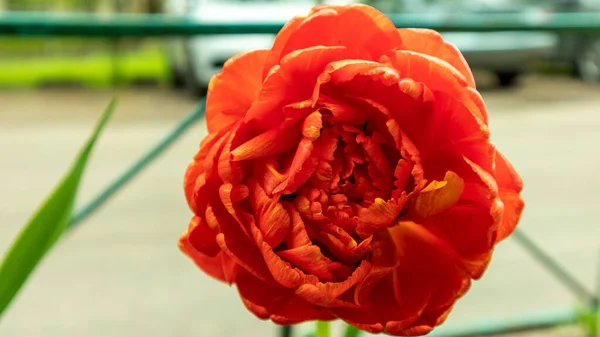 红色郁金香在花坛近旁 — 图库照片