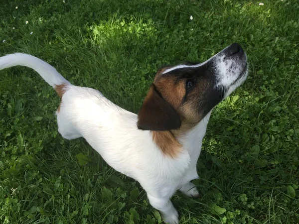 Söt Jack Russel Terrier Valp — Stockfoto