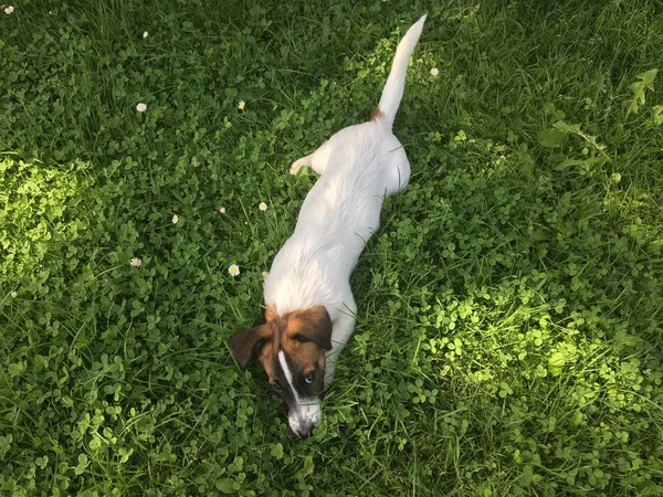 Leuke Jack Russel Terriër Pup — Stockfoto