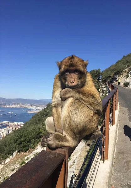 Cebelitarık Şirin Bir Maymun — Stok fotoğraf