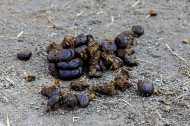 Toprak bir yolda at pisliği, sığ bir tarla derinliği.