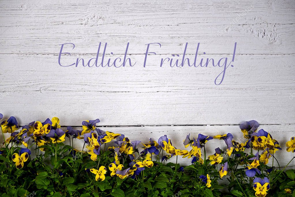 In German language Endlich Fruehling, in english finally spring,  yellow and purple horned violets against a white wooden background