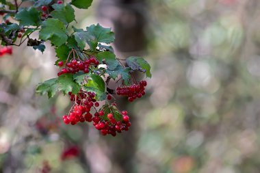 Guelder gülü kırmızı böğürtlenli bir dal