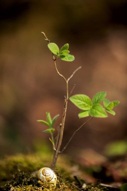 İlkbahar, ilk yapraklar filizleniyor