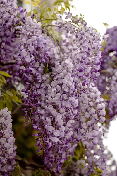 Zblízka z květů z vistárie — Stock fotografie