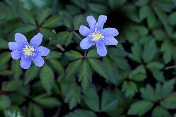 Thimbleweed o anémona de madera, algunas de las primeras flores en primavera —  Fotos de Stock