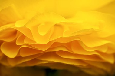 bahar, doğada renkler ve şekiller