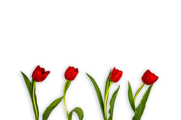 4 røde tulipaner på hvit bakgrunn – stockfoto