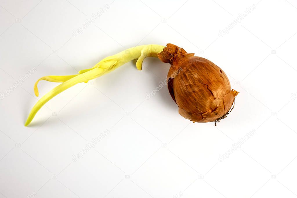overripe onion with shoots